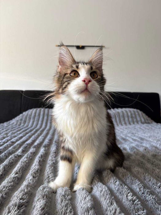 Кішечка мейн-кун WCF • шикарна генетика • тато чемпіон