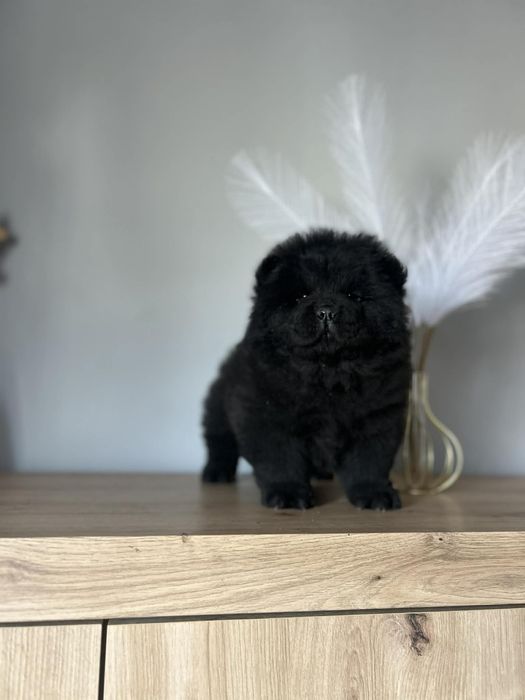 Piękna suczka chow chow gotowa do odbioru !
