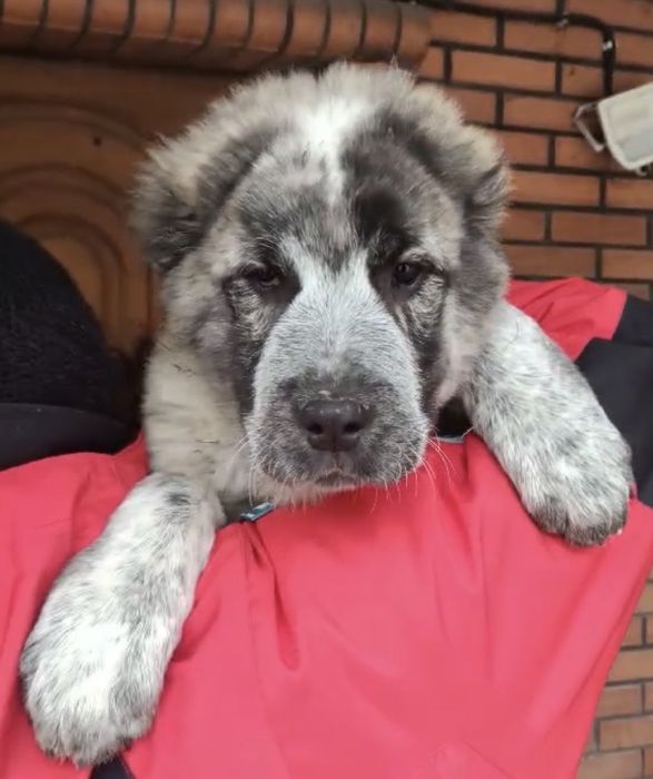 Кобель в тигровом окрасе.