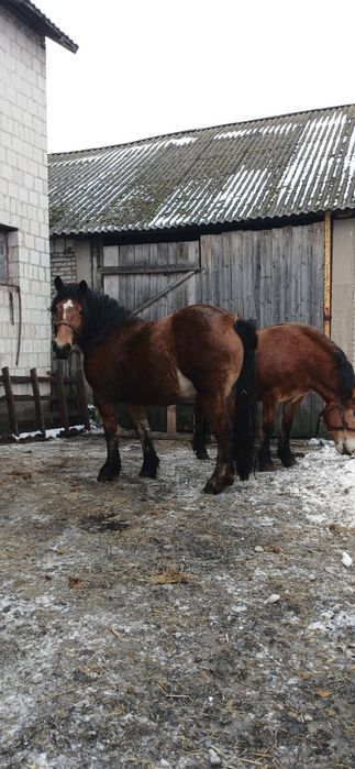 Sprzedam dwie  zrebice