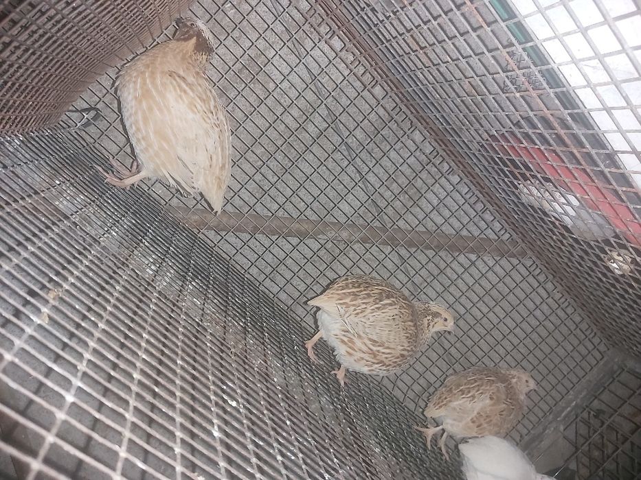 Codornizes cruzadas de gingantes