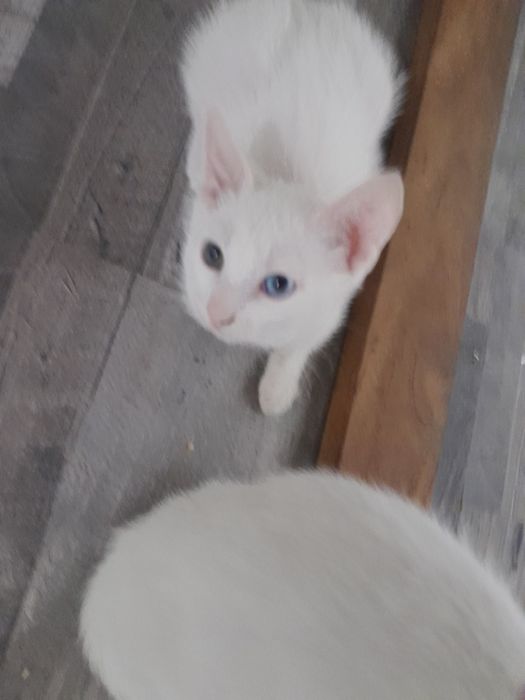 Gatos para adoção
