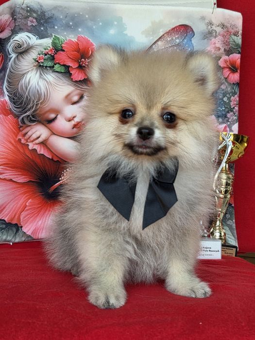 Szpic miniaturowy pomeranian  w kolorze kremowym z rodowodem i paszportem