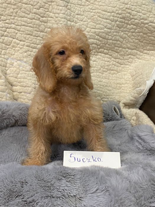 Sprzedam śliczne cockapoo