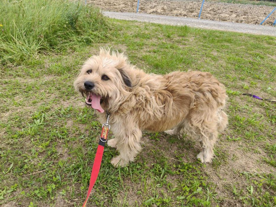 Bandi - pies szuka domu