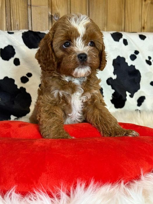 Хлопчик кавапу (Cavapoo)