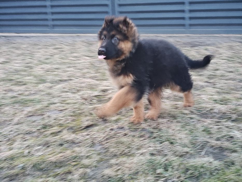 Śliczne misiaki potężne szczeniaki