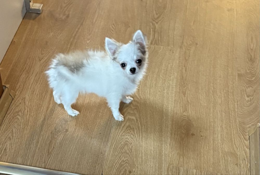 Chihuahua piękny piesek rodowód