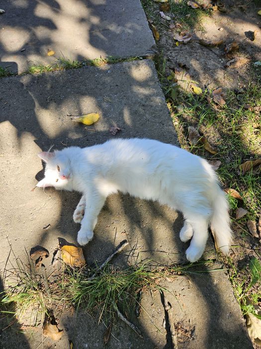 отдам даром котика