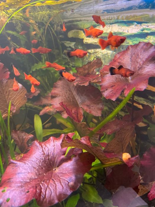 Ехінодорус/анциструси