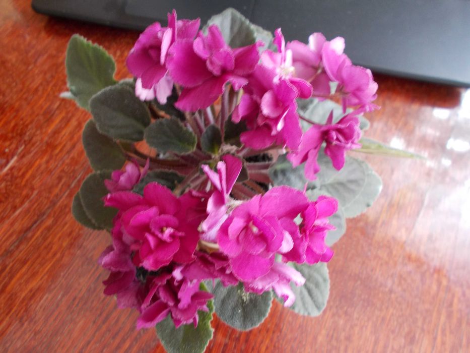 фиалки и мини фиалки более 40 сортов