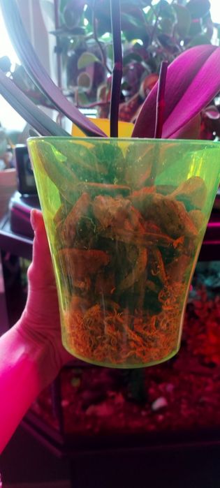 Орхидея фаленопсис сортовая