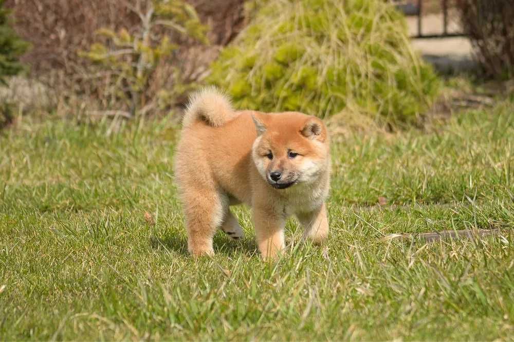 Shiba Inu disponível
