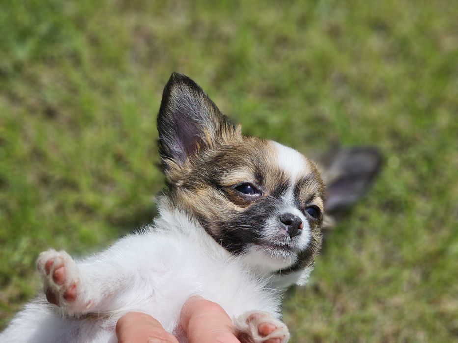 Chihuahua samiec  długowłosy chłopiec Lipton do Odbioru!