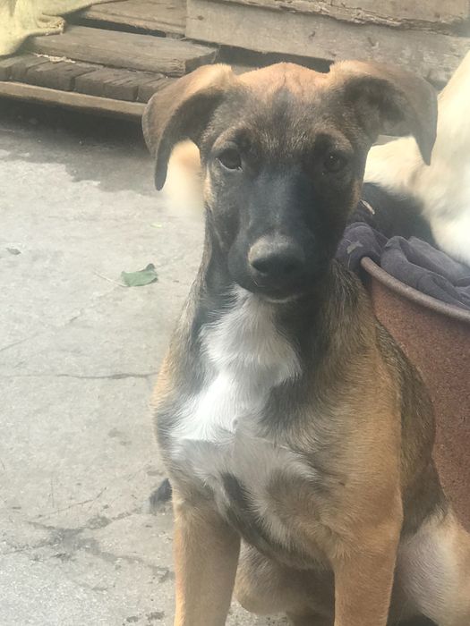 Отдам в хорошие руки