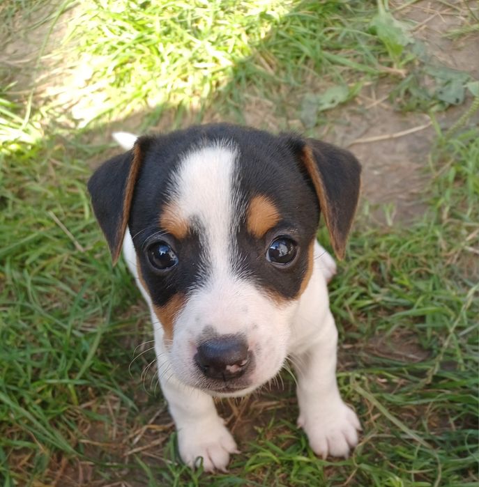 Sprzedam szczenię Jack Russel Terrier