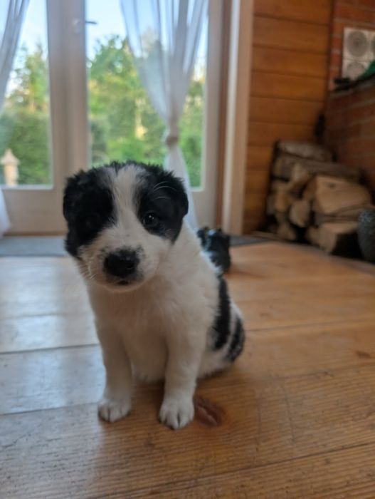 Szczeniak border collie