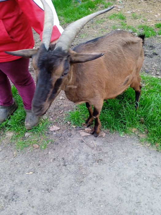 Продам 2 козы дойных, котных.