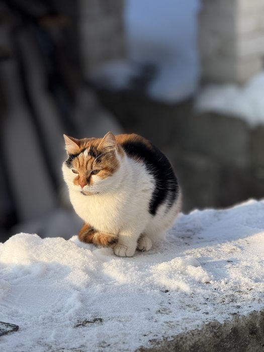 Котики стерелізовані шукають господарів