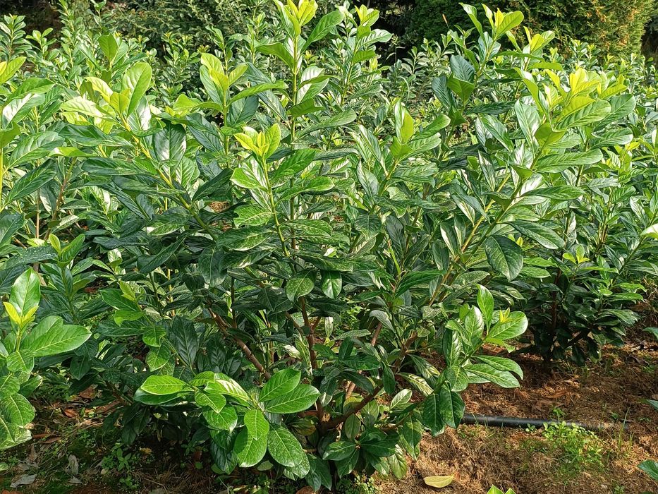 Prunus! Laurowiśnia! Sadzimy! Caucasica! do 200 cm! Novita! Elly!