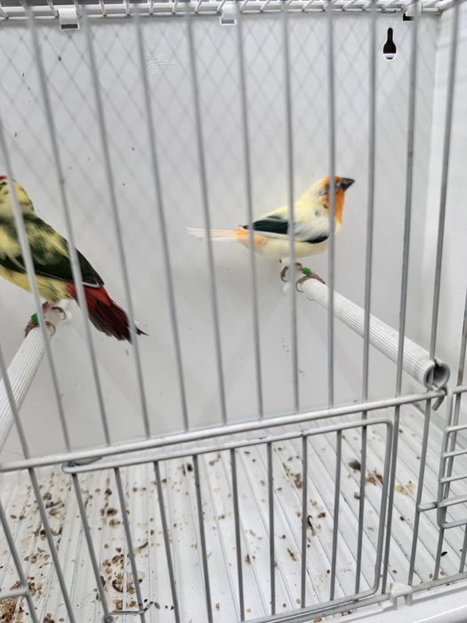 Diamantes papagaio aves 2025