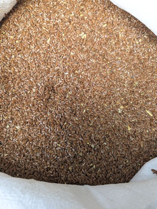 Льон масляний 2025 року