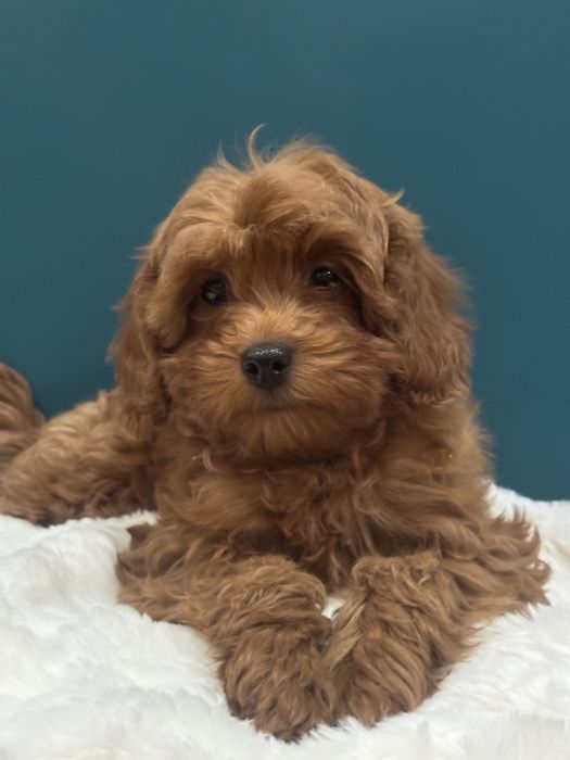 Яскраві мальтіпушки