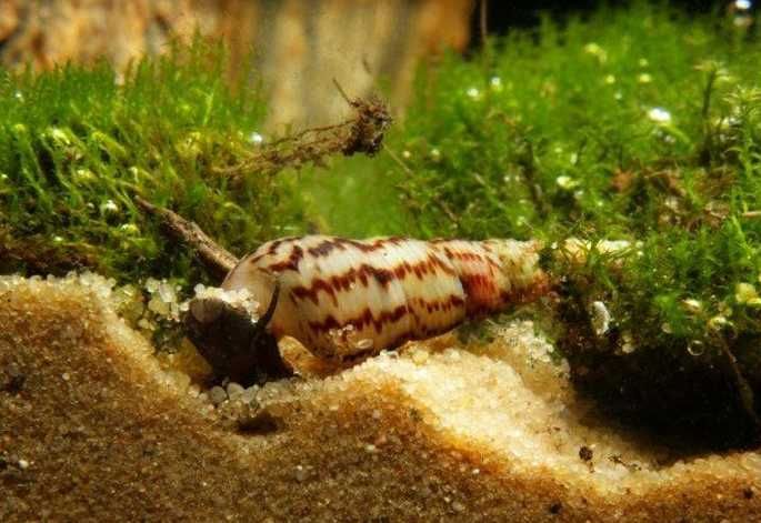 Ślimak Świderek do akwarium - Pożyteczny