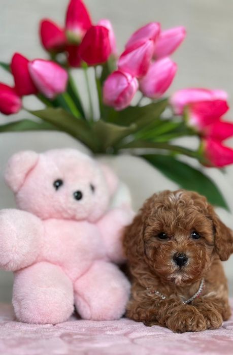 Мальтипу карамельного відтінку, міні ведмежатка.