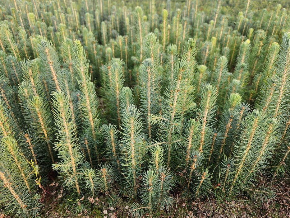 Świerk srebrny, srebrzysty dwuletni hartowany - sadzonki na plantacje