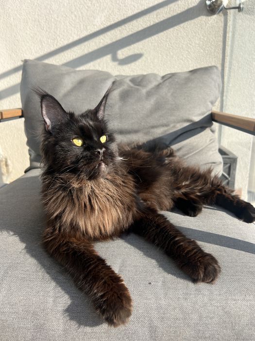 Девочка Мэйн-кун