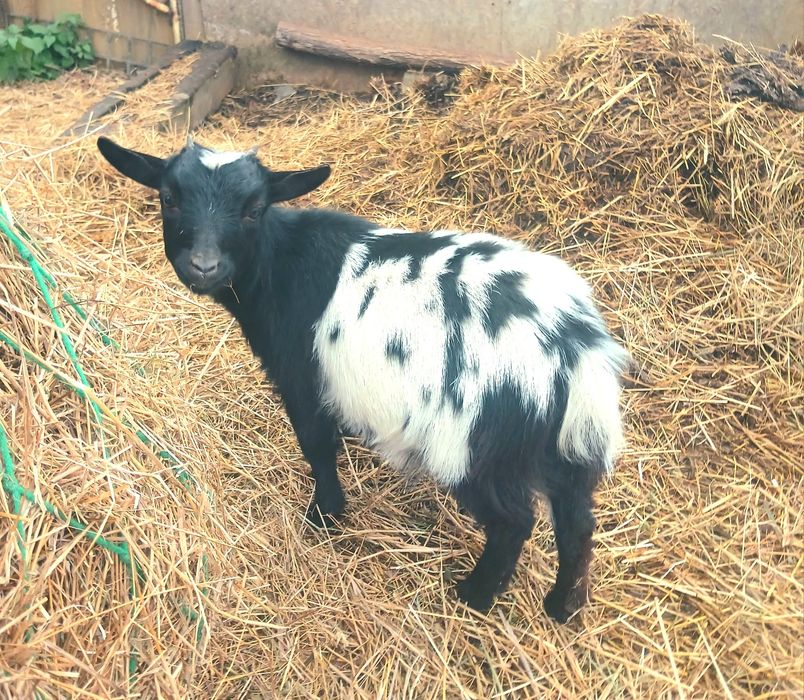 Камерунські кози. Голландській гном. Міні кози 4 місяці
