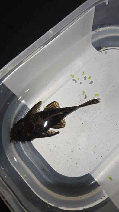 Ancistrus SP e Gold