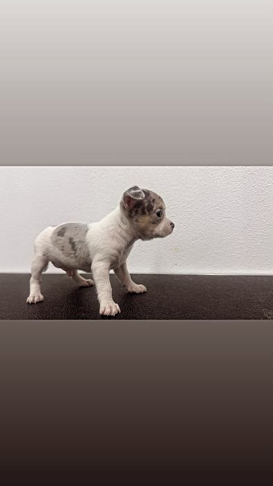 Chihuahua excelente exemplar