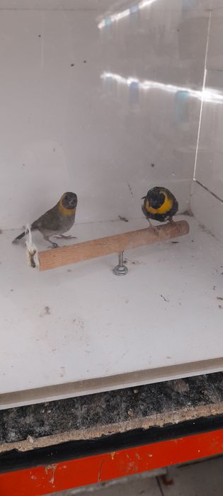 Varias espécies exóticos