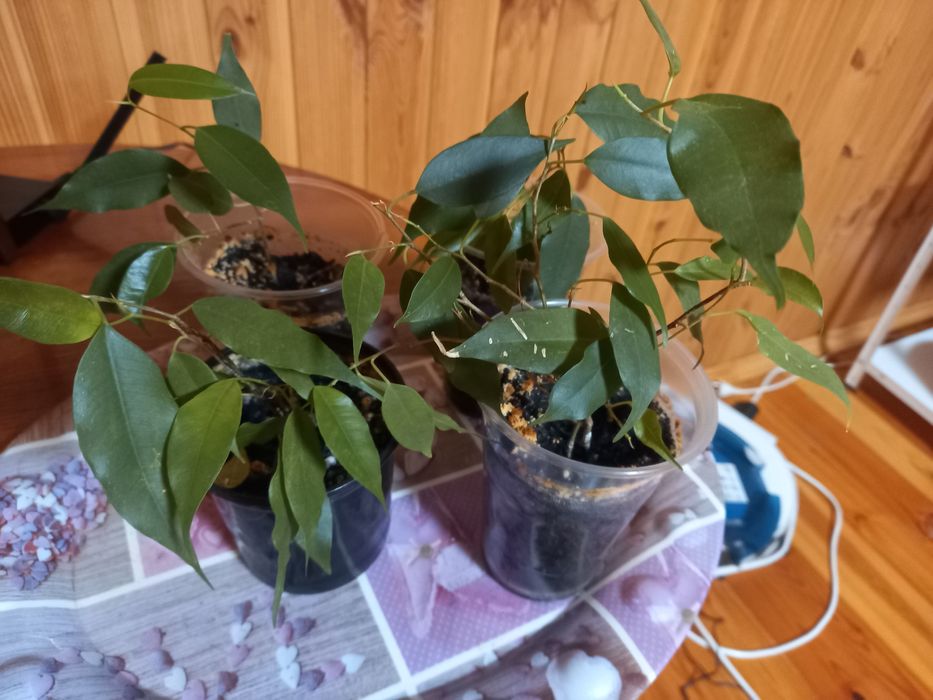 Продам надлишки кімнатних рослин