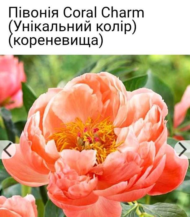 Продаж квітів та рослин для саду та клумби