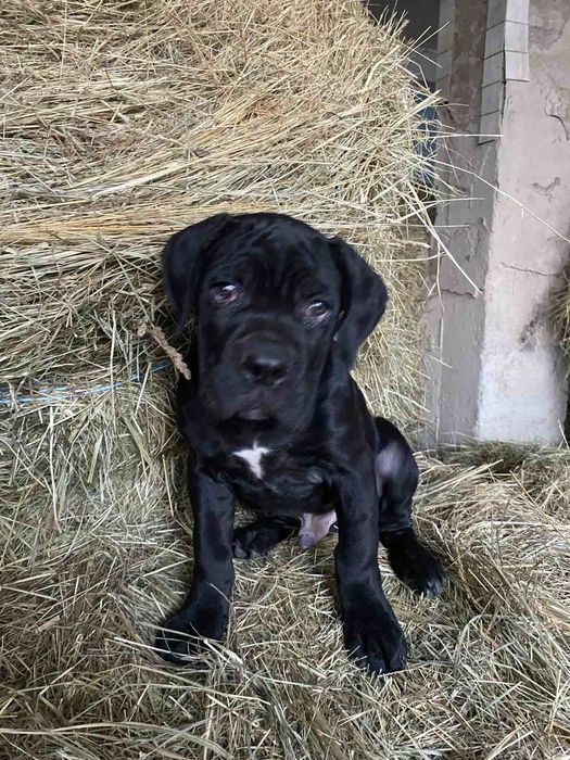 Хлопчики Кане Корсо