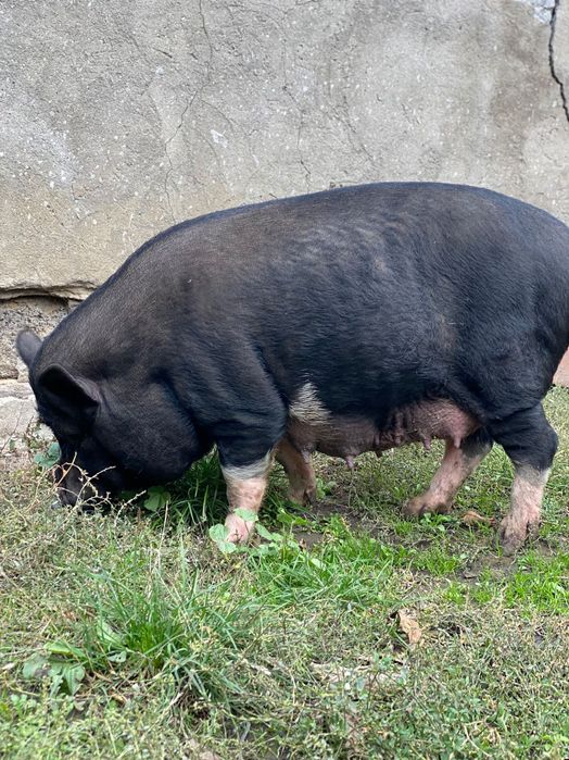 Продам в’єтнамських свиноматок