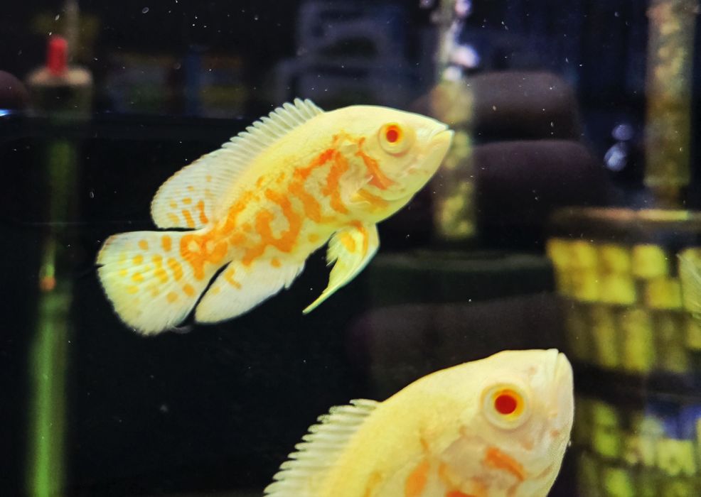 Pielęgnica pawiooka red Oscar albino (red tiger albino)