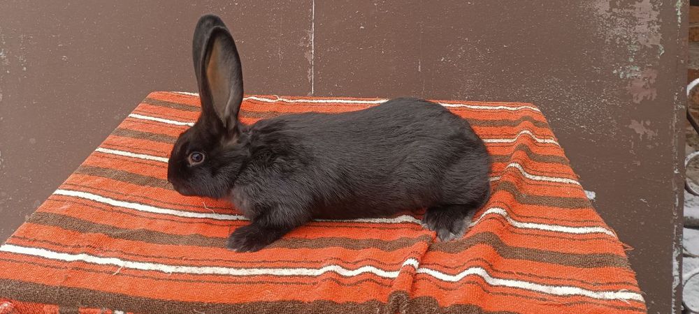 Кролики, кролі, кролиці, кроленята