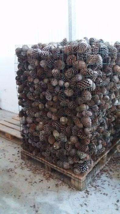 Pinhas de pinheiro bravo