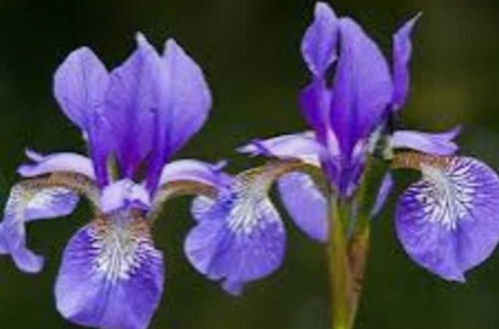 Іриси півник різні