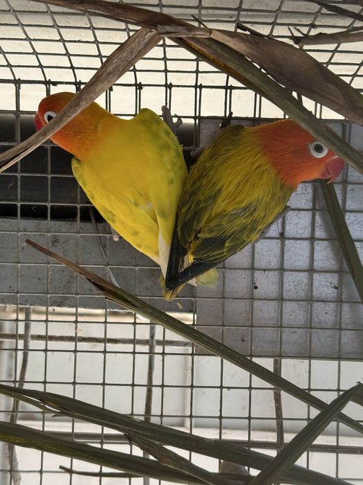 Agapornis fisher Agapone