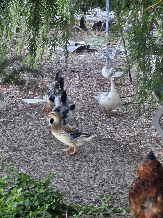 Patos reais ( bravos)