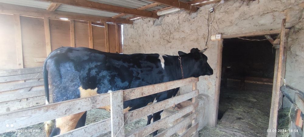 Продам нетельку голштинку!