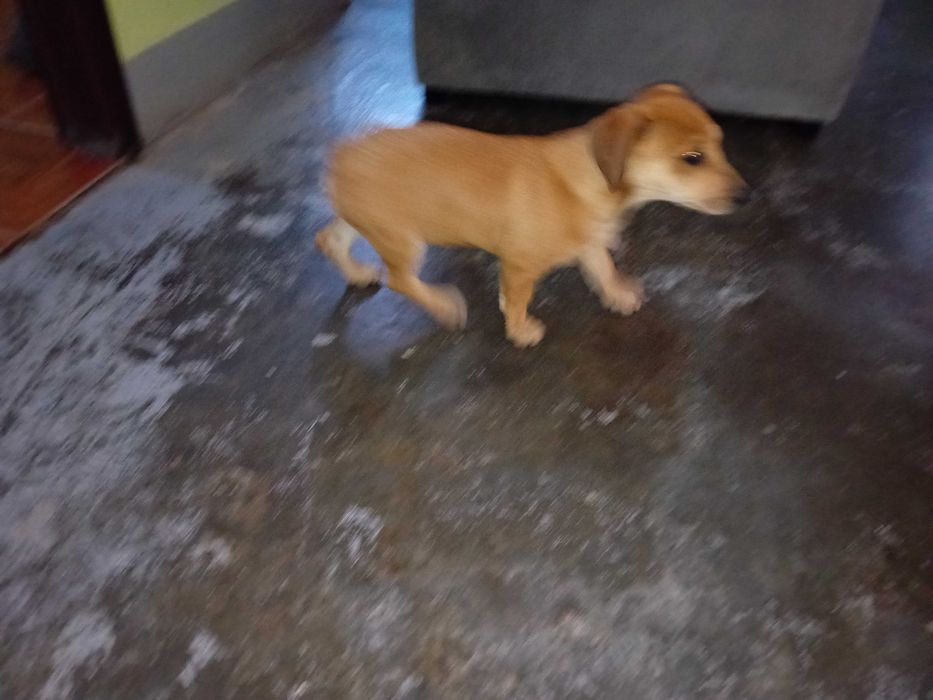 Urgente dá-se 2 femeas e 1 macho 3 meses