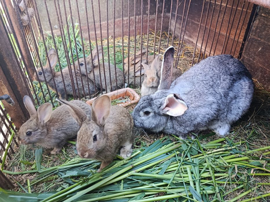 Samice i samce młode pół roczne