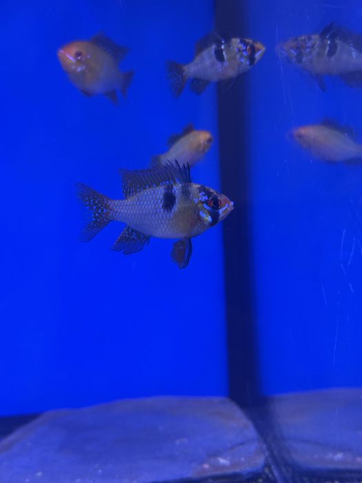 Ramirezis german e ramirezis gold