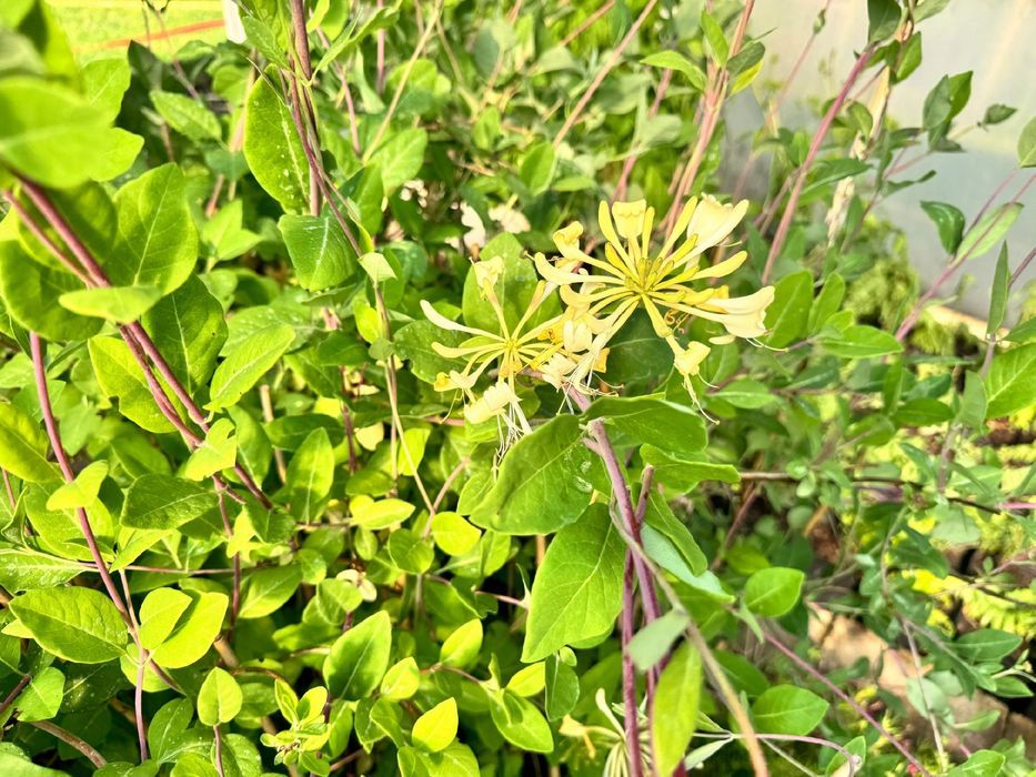 Wiciokrzew pomorski 'Graham Thomas' Pięknie pachnie, Doniczka 2.0L